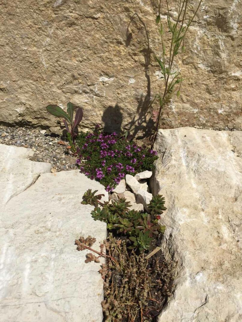 Welsch und Egger Landschaftsarchitekten Auftraggeber: Regens Wagner Hohenwart Ausführungsort: Pfaffenhofen an der Ilm Architekturbüro : Haindl + Kollegen Architekten Projekt: Neubau einer Werkstätte für Menschen mit Behinderung (WfbM) mit 72 Plätzen und einer Förderstätte mit 36 Plätzen